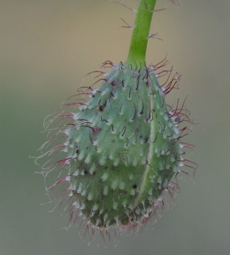 Image of Papaver rhoeas specimen.