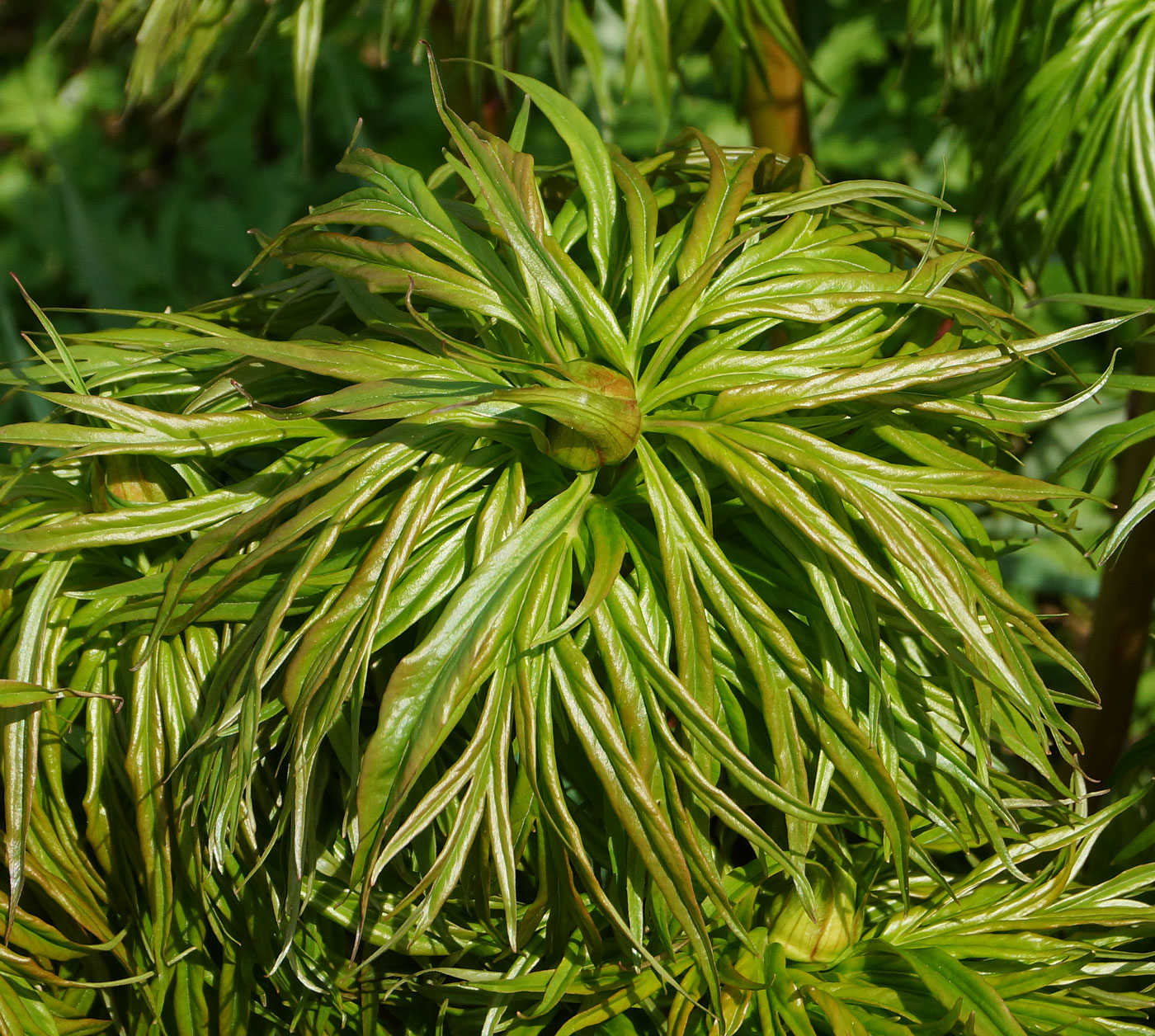 Image of Paeonia anomala specimen.