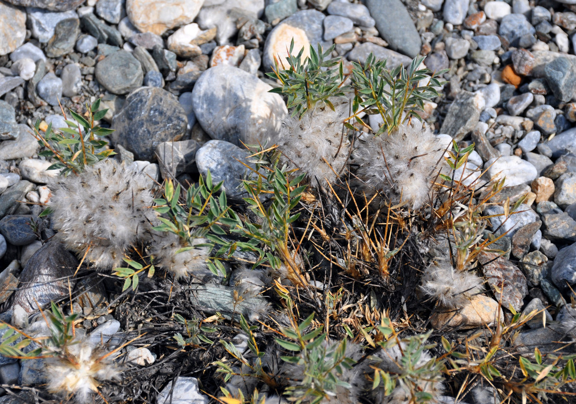 Изображение особи Astragalus pterocephalus.