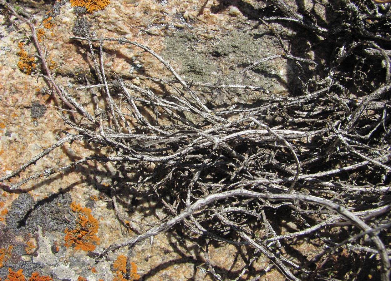 Image of Thymus elisabethae specimen.