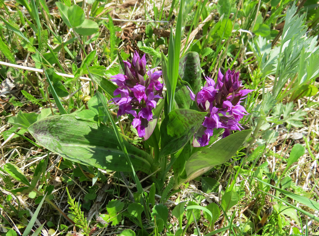 Image of Dactylorhiza aristata specimen.