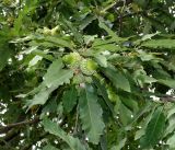 Quercus castaneifolia. Ветвь с незрелыми плодами. Симферополь, ботанический сад университета. 12.10.2017.