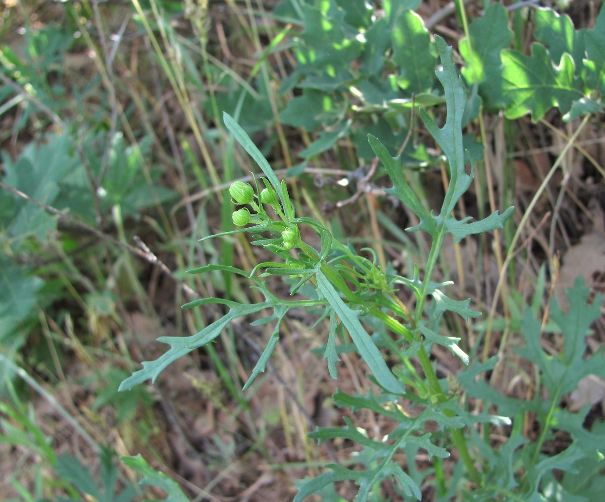 Изображение особи Senecio jacobaea.