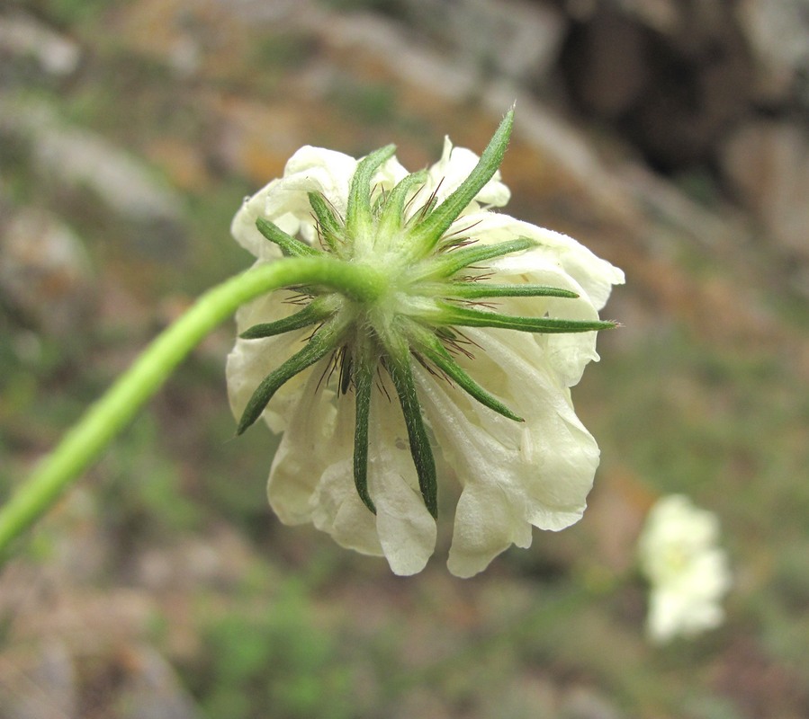 Image of genus Scabiosa specimen.