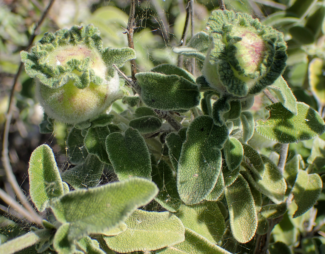 Image of Salvia fruticosa specimen.