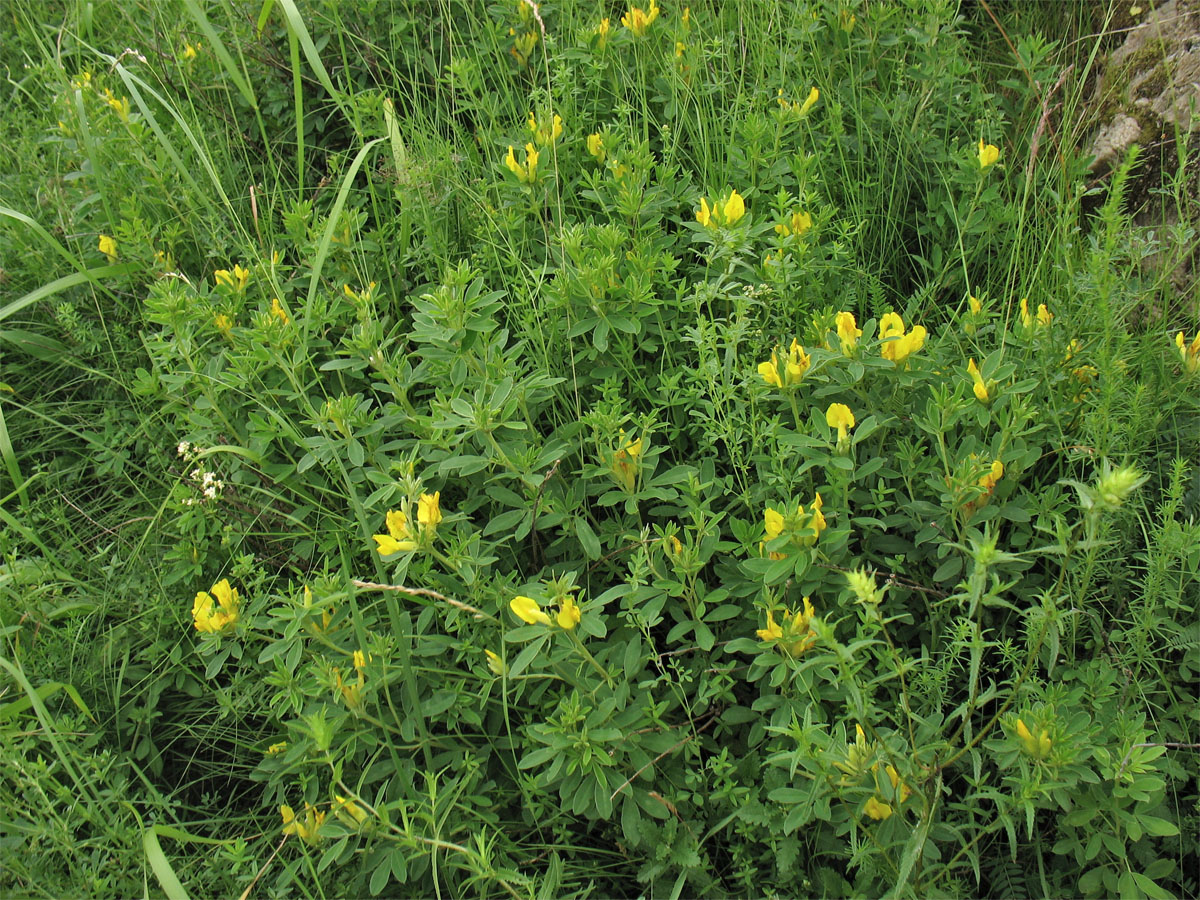 Image of Chamaecytisus blockianus specimen.