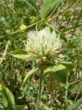 род Trifolium