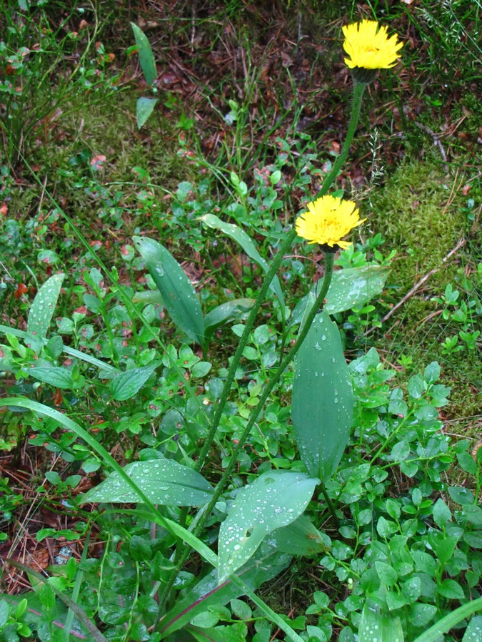 Image of Trommsdorffia maculata specimen.