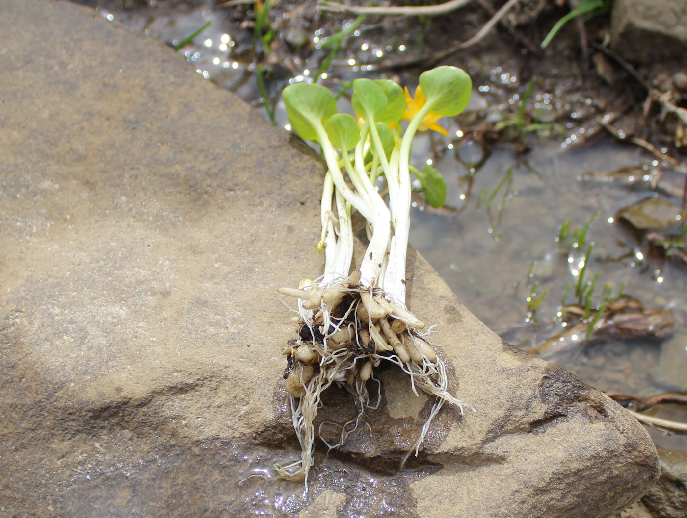 Image of Ficaria fascicularis specimen.