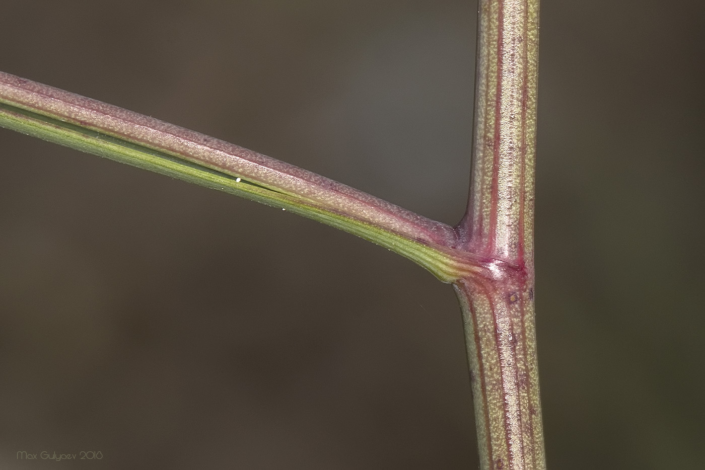 Image of genus Bupleurum specimen.