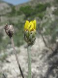 Tanacetum akinfiewii