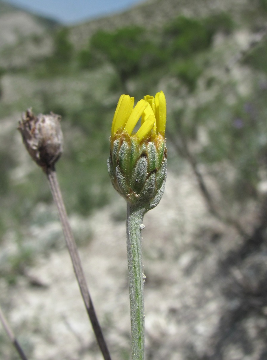 Image of Tanacetum akinfiewii specimen.