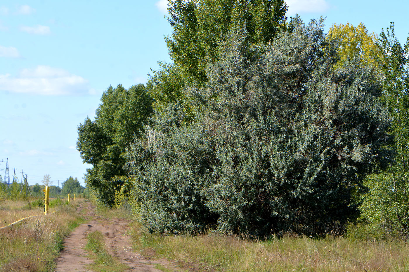 Image of Elaeagnus angustifolia specimen.