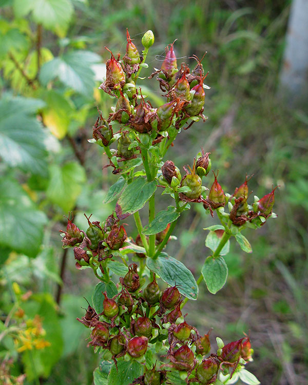 Image of Hypericum maculatum specimen.