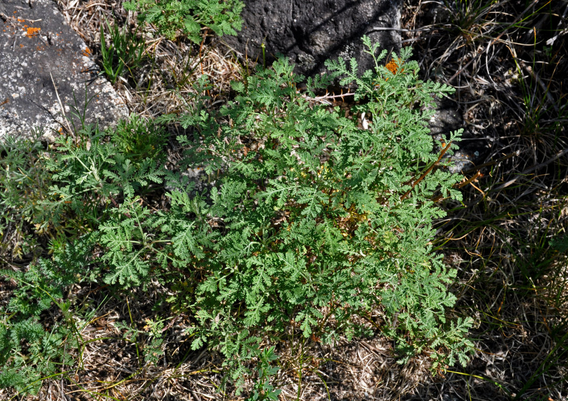 Изображение особи Artemisia stechmanniana.