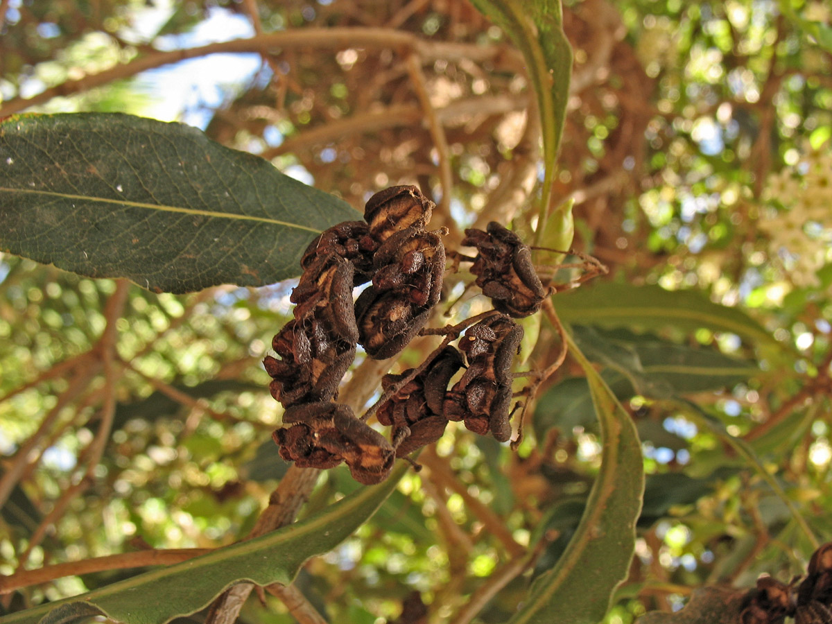 Image of Pittosporum undulatum specimen.