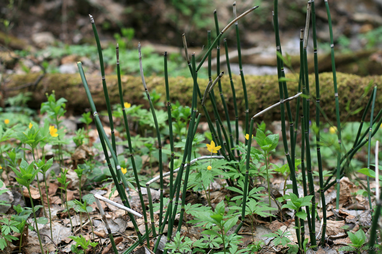 Изображение особи Equisetum hyemale.