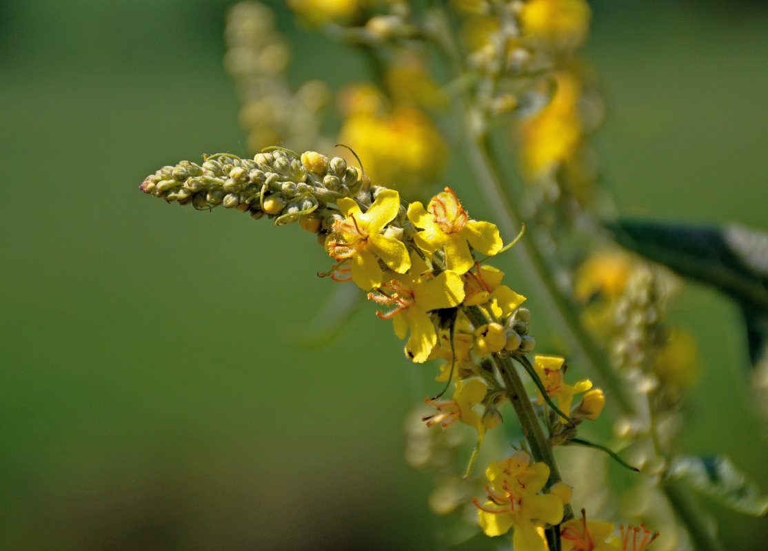 Изображение особи Verbascum lychnitis.