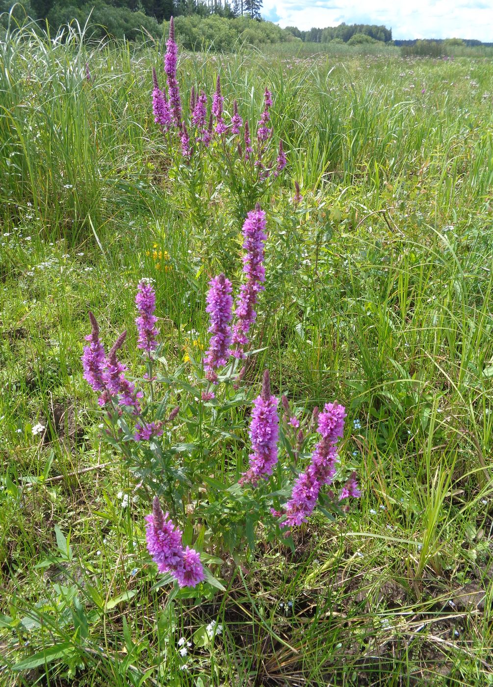 Image of Lythrum salicaria specimen.