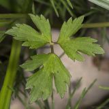 Ranunculus repens. Лист. Крым, Бахчисарайский р-н, окр. пгт Куйбышево, отмель в русле р. Бельбек. 15.05.2020.