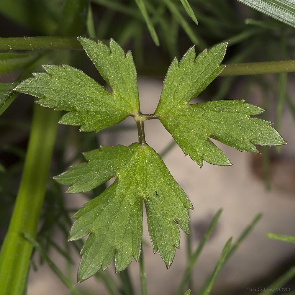 Image of Ranunculus repens specimen.