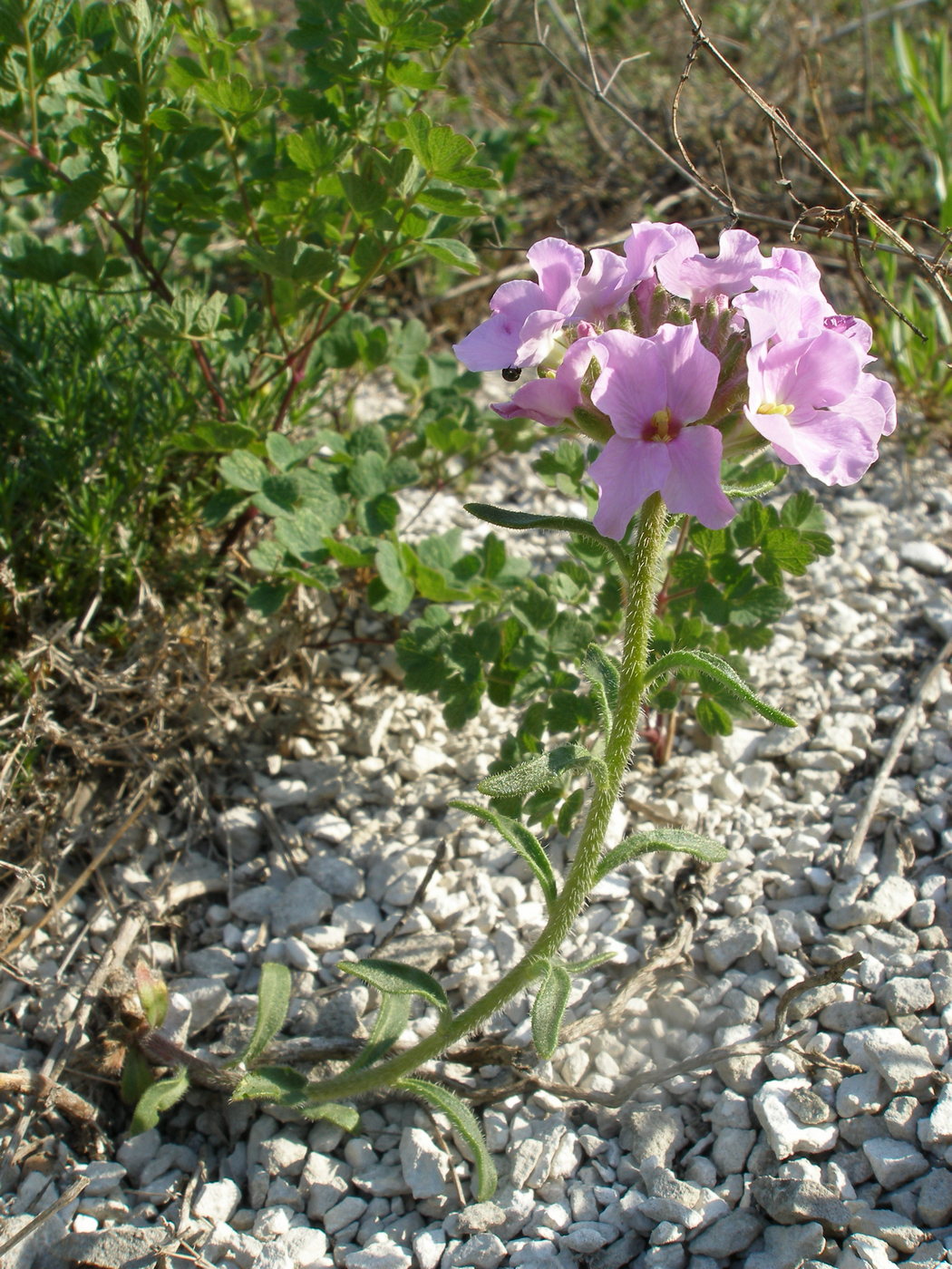 Image of Clausia aprica specimen.