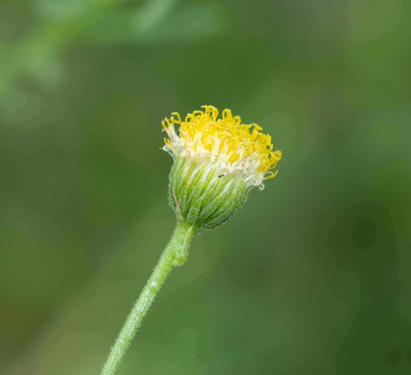 Image of Nolletia tenuifolia specimen.