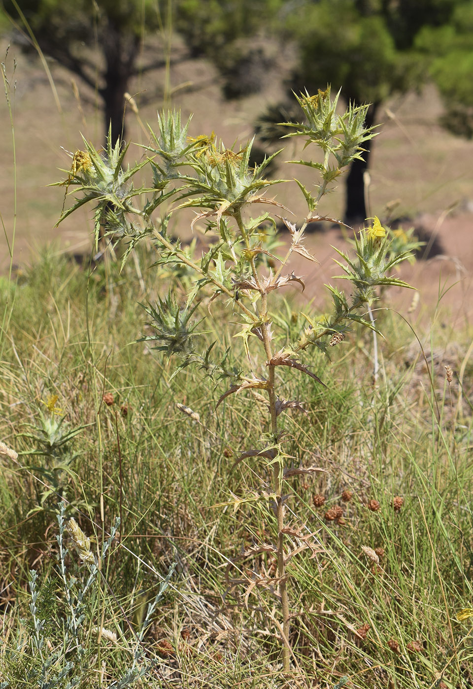 Изображение особи Carthamus lanatus.