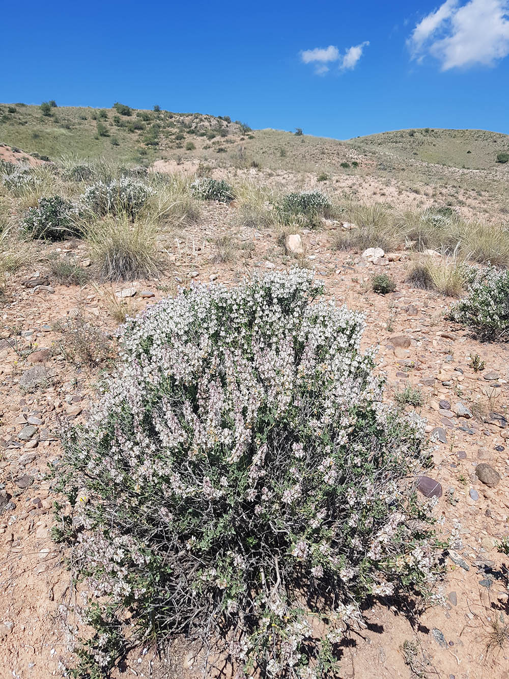 Image of Otostegia olgae specimen.