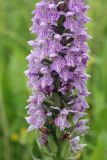 Dactylorhiza baltica. Часть соцветия. Белоруссия, Витебская обл., окр. пос. Езерище, суходольный луг. 17.06.2010.