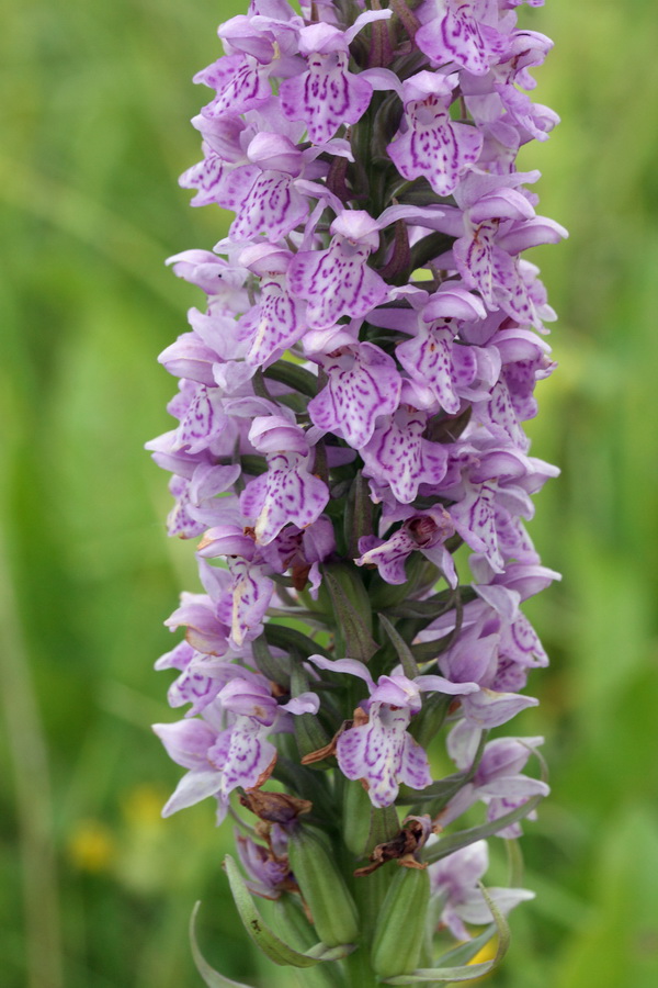 Image of Dactylorhiza baltica specimen.