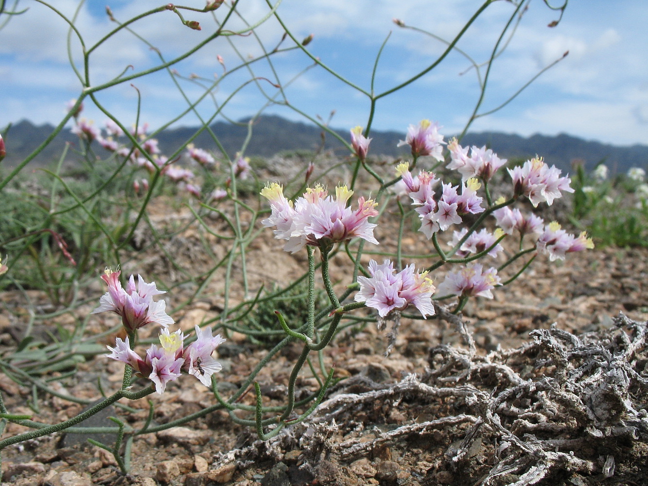 Image of Limonium michelsonii specimen.