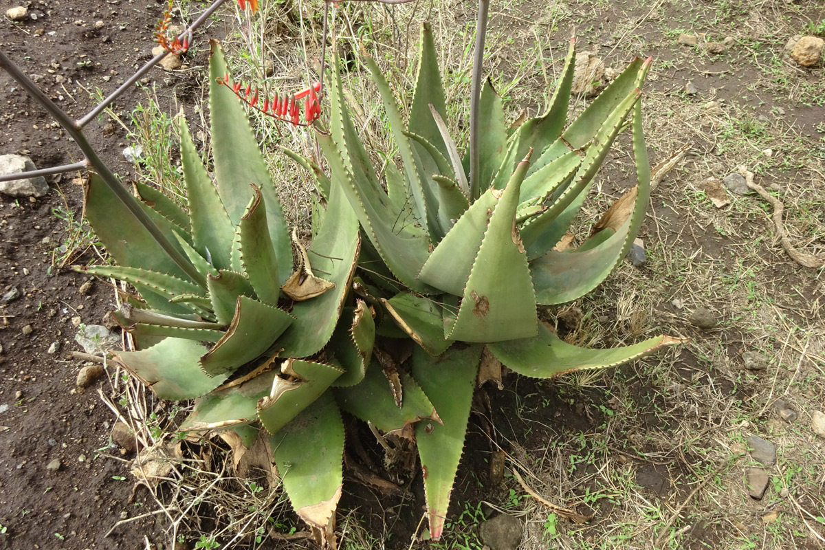 Image of Aloe secundiflora specimen.