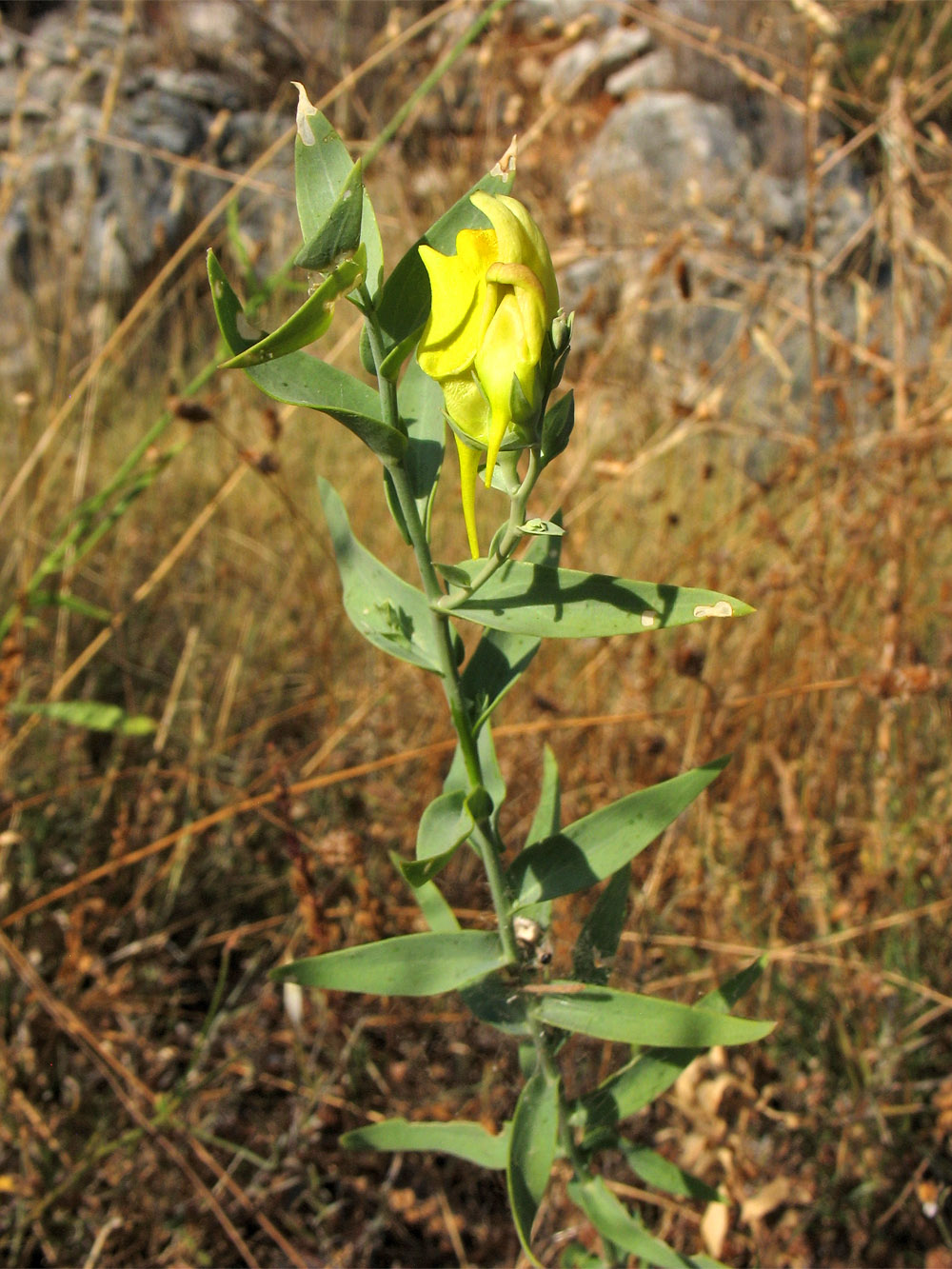 Image of Linaria genistifolia ssp. dalmatica specimen.