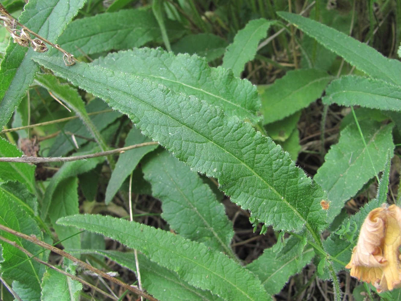 Image of Campanula sarmatica specimen.