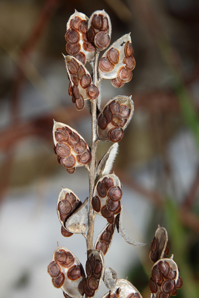 Image of Fibigia eriocarpa specimen.