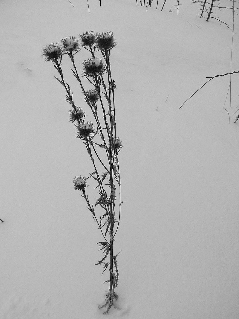 Image of Carlina biebersteinii specimen.