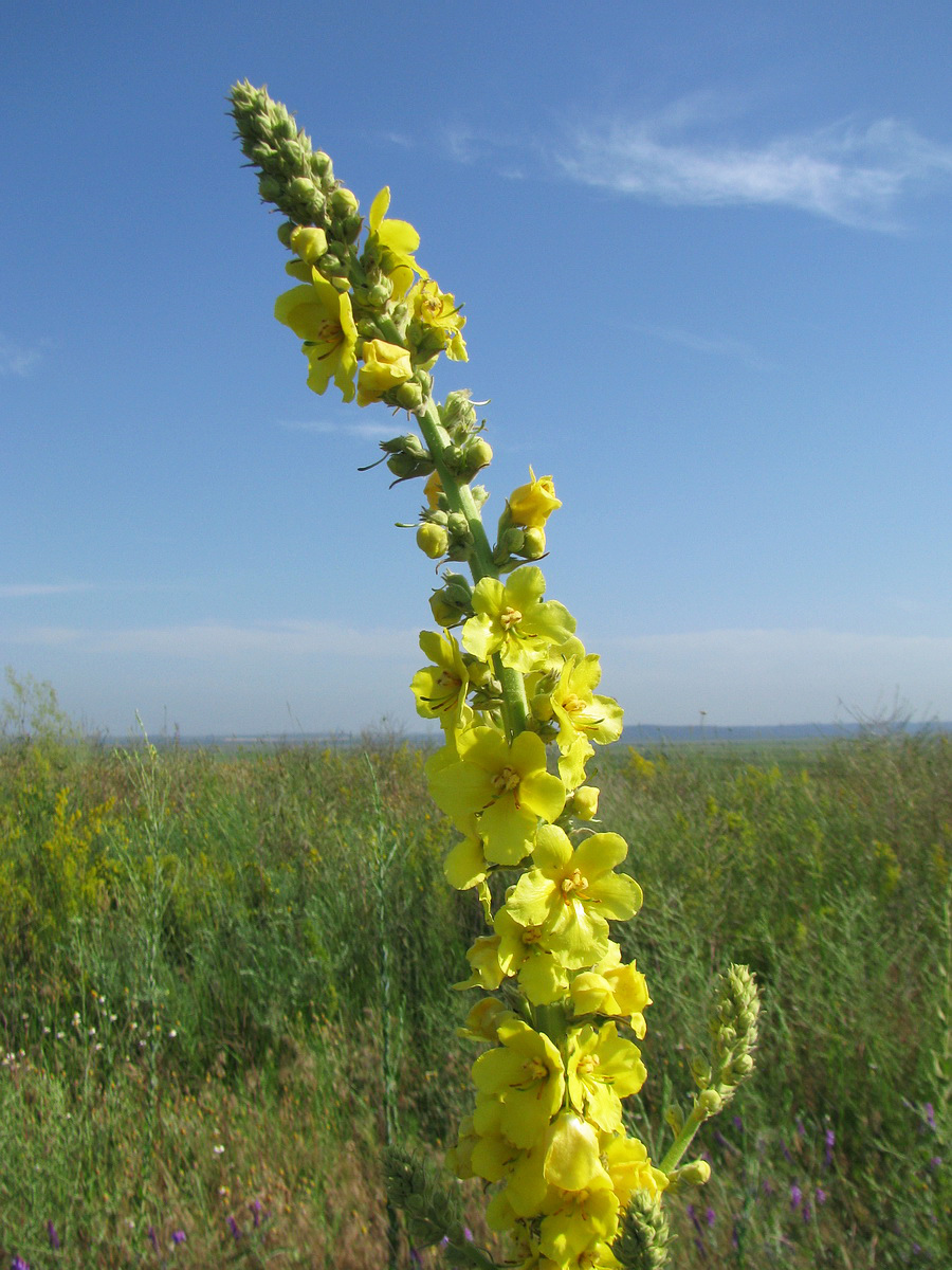 Image of Verbascum densiflorum specimen.