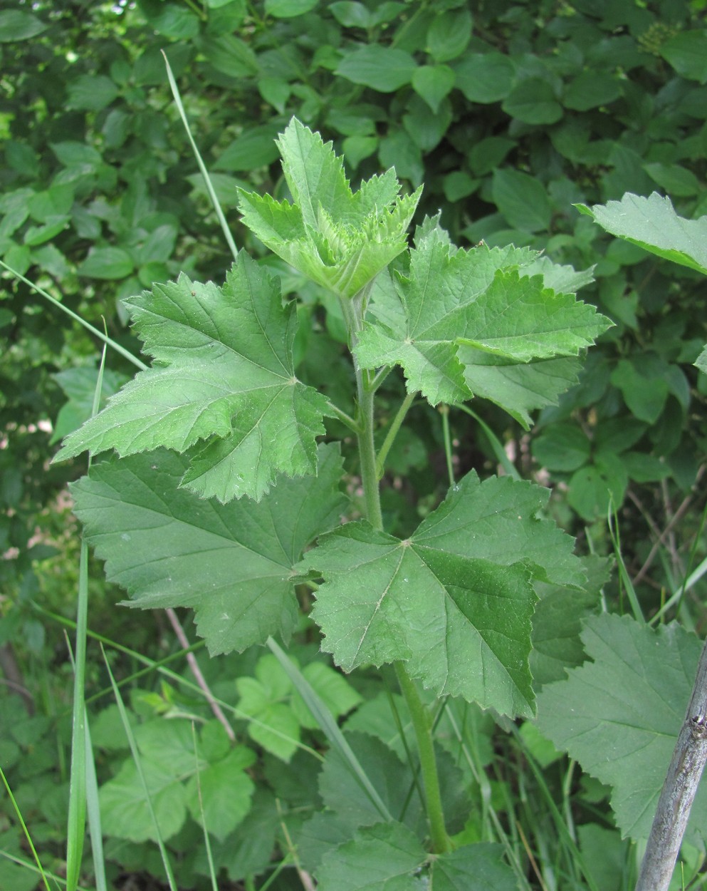 Изображение особи Althaea armeniaca.