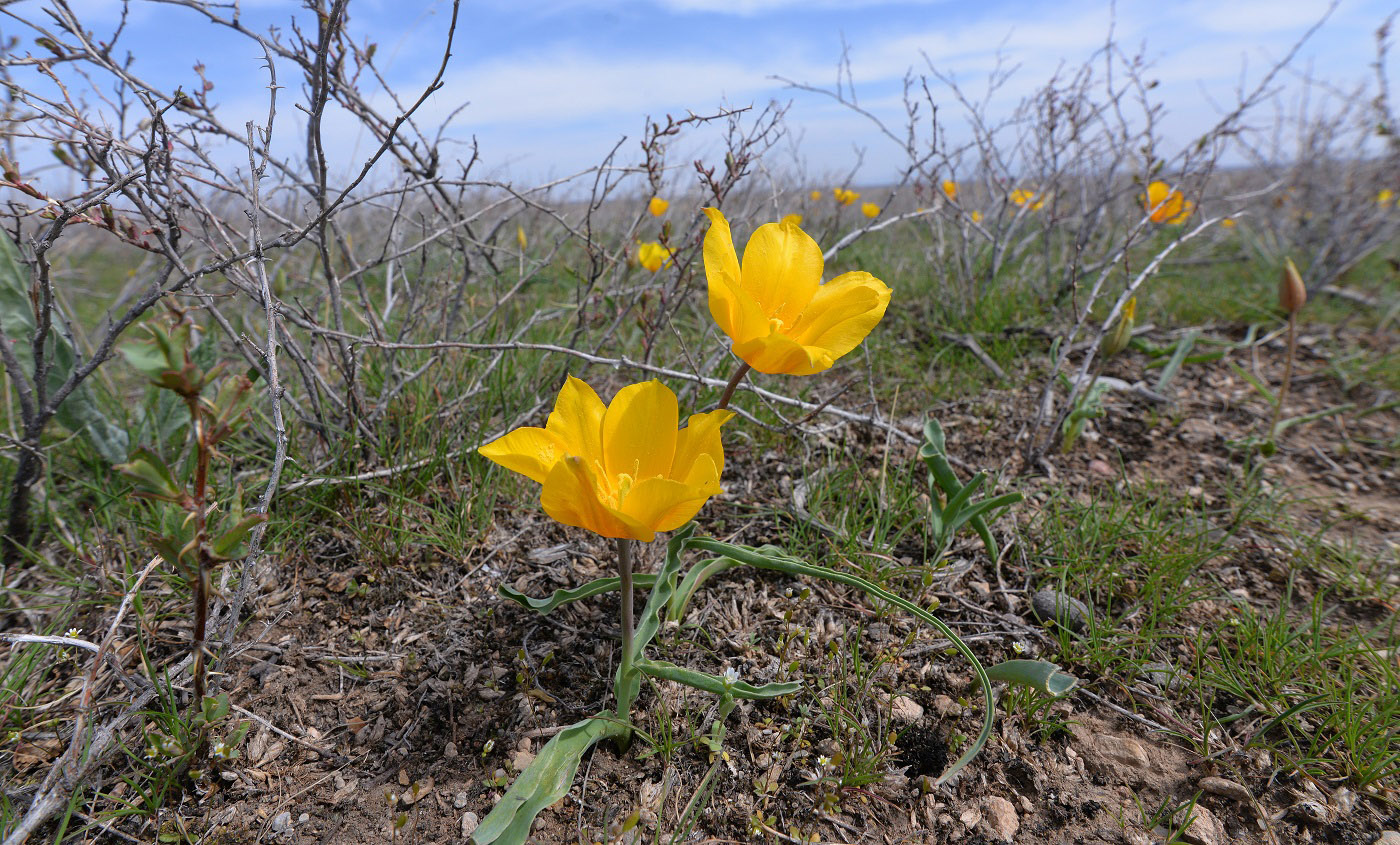 Изображение особи Tulipa ostrowskiana.