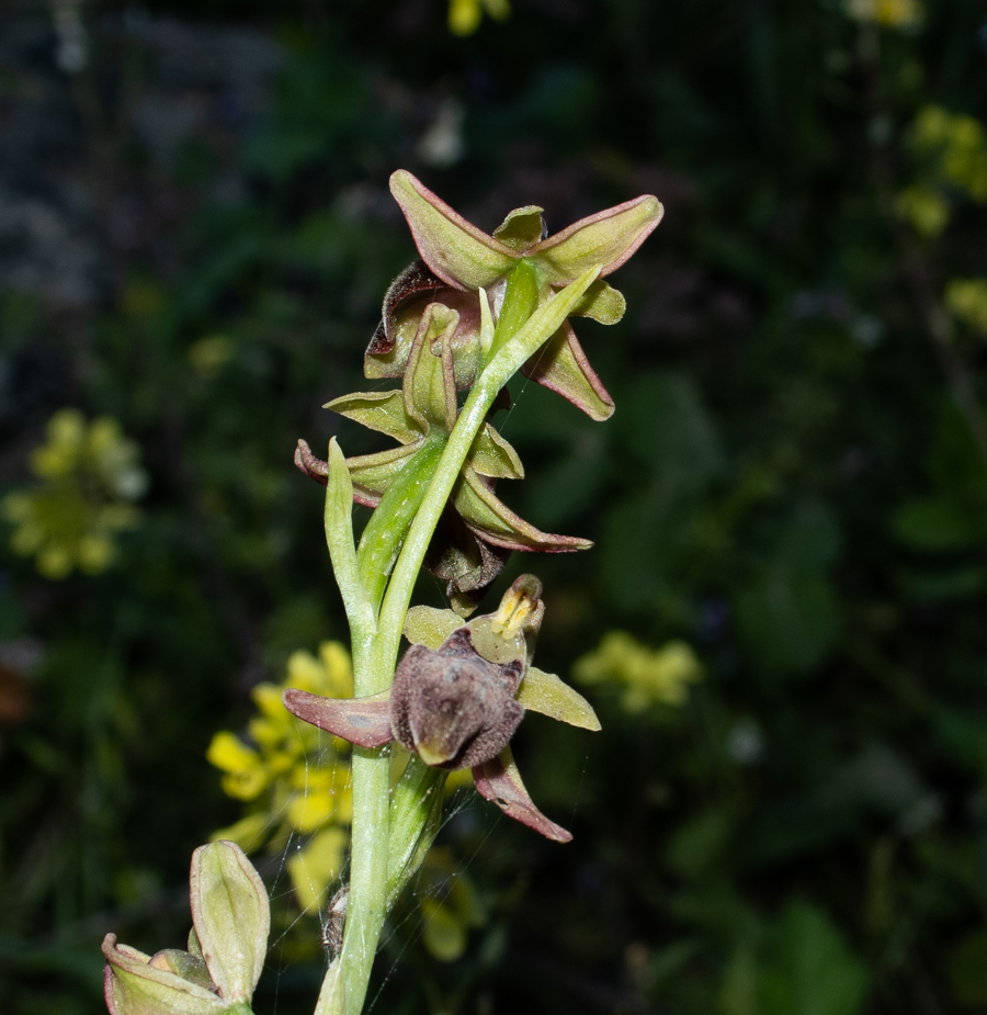 Image of Ophrys mammosa specimen.