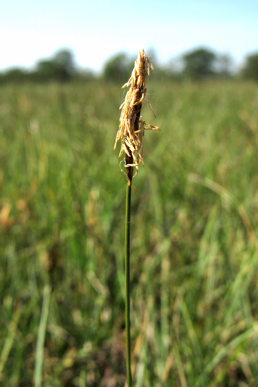 Изображение особи Carex dioica.