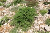 Ferulago trachycarpa. Вегетирующее растение. Израиль, горный массив Хермон. 31.05.2012.