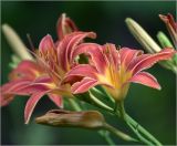 Hemerocallis &times; hybrida