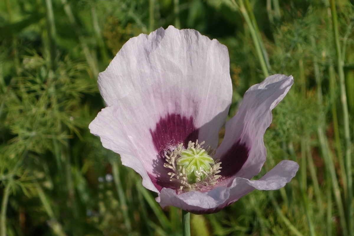 Image of Papaver somniferum specimen.