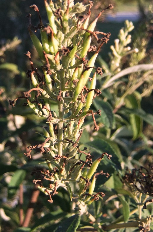 Image of Buddleja davidii specimen.