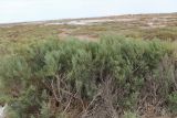 View full-size image Halostachys belangeriana