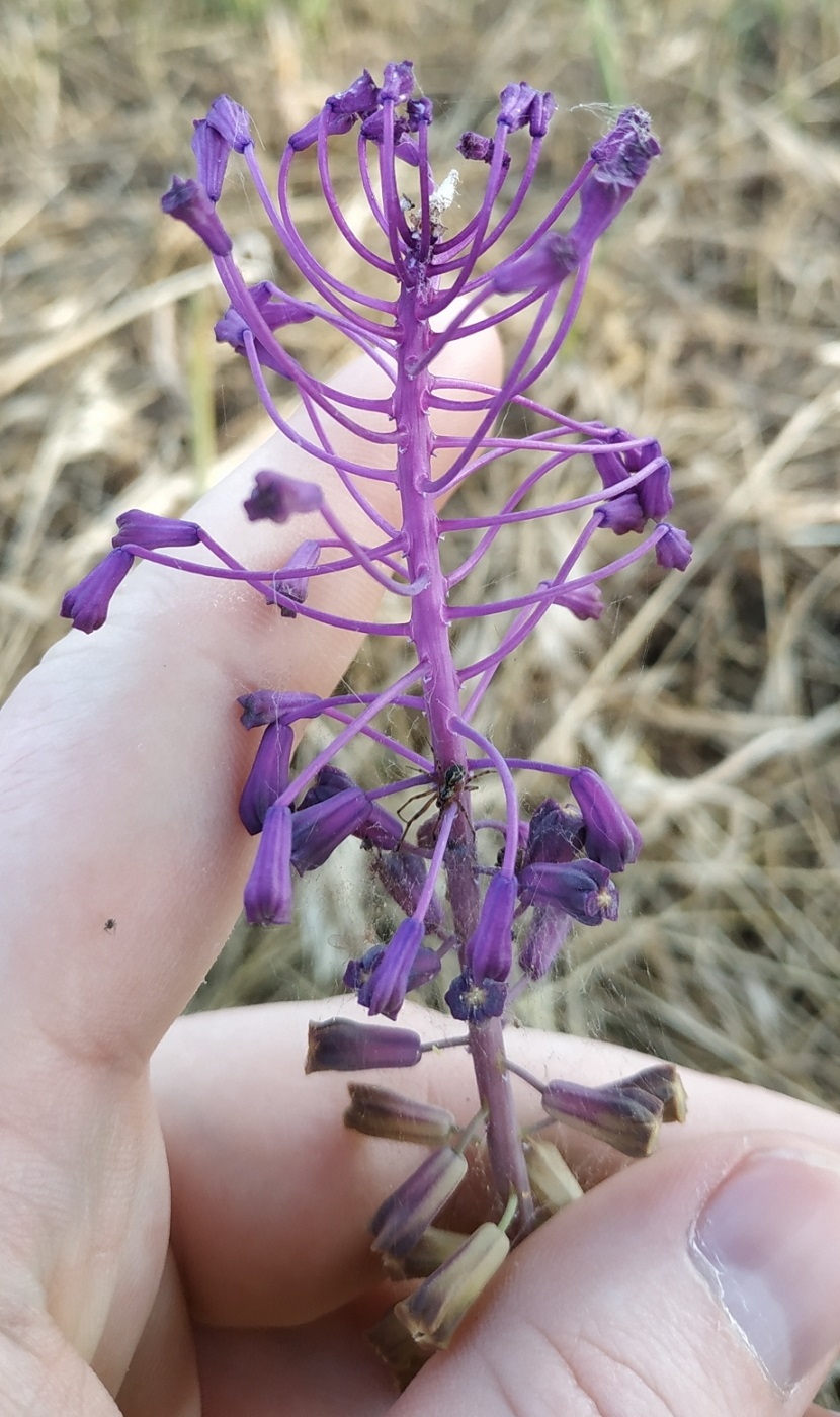 Image of Leopoldia comosa specimen.