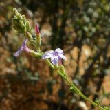 Plumbago europaea. Верхушка побега цветущего растения. Испания, Андалусия, природный парк Torcal de Antequera, ок. 1200 м н.у.м. Август.