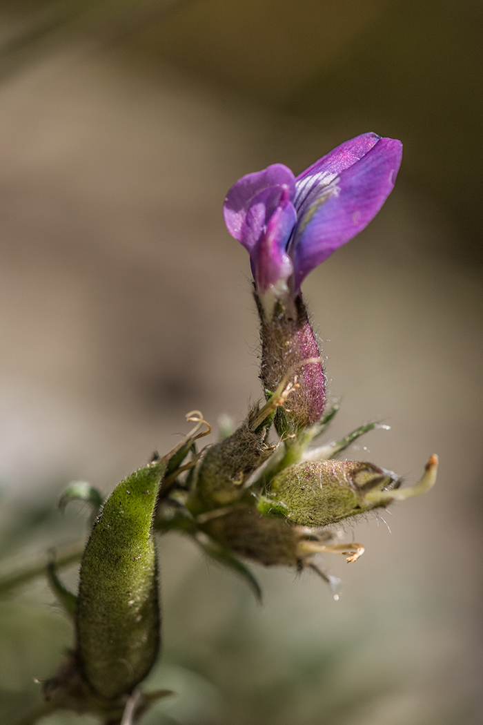 Изображение особи Oxytropis owerinii.